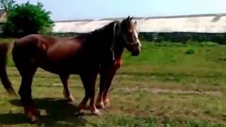 Wild Horse Mating