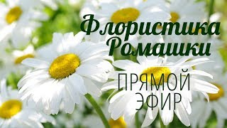 Флористика Все о Ромашках