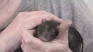 Pet rat hiccups, bandaid, kisses! Chancy ["Chance-ee"]