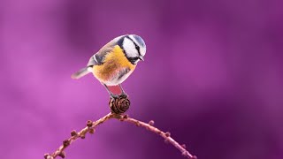Detox Your Soul | 432Hz Frequency Music | Deep Healing Miracle Tone | Spiritual Meditation Sound