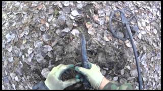 Прогулка с Minelab SAFARI по городскому парку