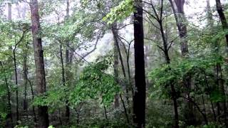 Летний дождь в лесу.Rain in woods. 15 min.