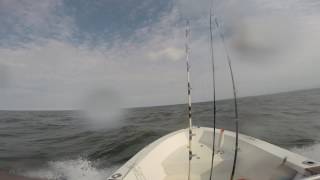 Between Swinburne and Romer Shoals