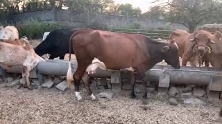 Vacas Girolando en anamoros - el Salvador en el campo