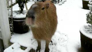 I don't like snow