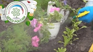 осенний уход за растениями в теплице