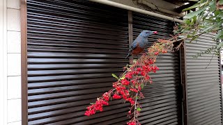 ピラカンサ と 野鳥たち ４Ｋ Ｇｏｐｒｏ８ 熱暴走防止対策をして ８時間連続撮影 編集動画