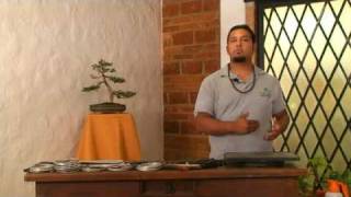 Historia del bonsai