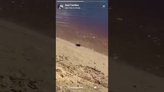 Змея на пляже в Стрежевом