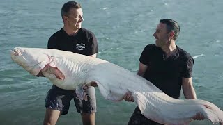 Catfish: the rivers' giant