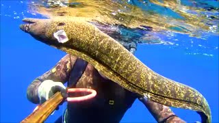 Pescasub: Aspetto, agguato e tana