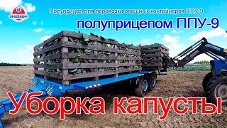 Урожай 2019. Тракторный прицеп ППУ-9 Ярославич для контейнеров на уборке капусты.