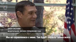 Что делать c мустангами, которых стало слишком много?