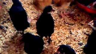 Кучинские Юбилейные и другие наши цыплята.