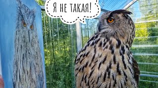 Распаковка подарка для совы Ёлки. Сова ничего не поняла, но подарок прекрасен