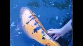 Karp Koii z Odry