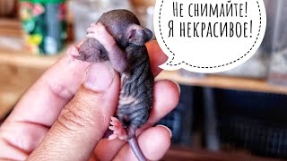 Совы, это не ваша еда - это мышечная масса! Или крышечная?
