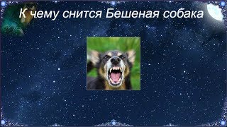 К чему снится Бешеная собака (Сонник)
