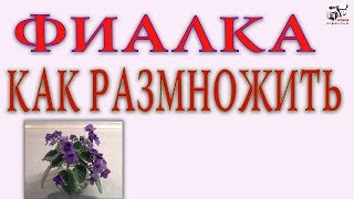 Размножение Фиалки листом. Способы. Технология, советы.