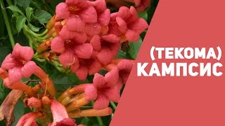 Кампсис