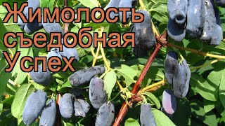 Жимолость съедобная Успех (lonicera edulis uspekh) ? обзор: как сажать, саженцы жимолости Успех