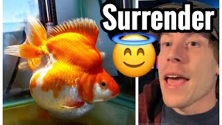 Ryukin Goldfish Tank Care & Tank Mates