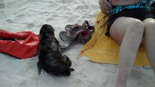 Close Encounter with a Baby Sea Lion - Gardner Bay, Espanola Island, Galapagos Islands 11/15/09