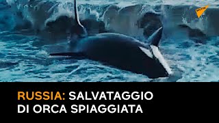 Russia: salvataggio di orca spiaggiata