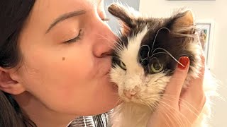 A shelter cat's fairy tale ending