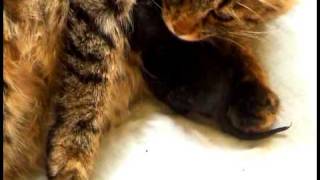 Роды кошки, кошка рожает , котята, cat giving birth