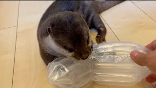 立派すぎるぷちぷちのやつに興奮するがあまりにも温度差のあるカワウソと猫 Otter and cat excited about packing material