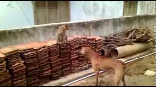 monkey and dog fighting