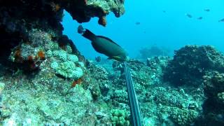 Spearfishing Hawaii (the lost files)