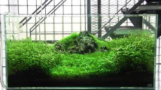 [ADA view 423] Follow-up video of NA Gallery aquariums.