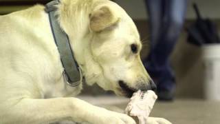 PTSD Service Dogs for Veterans