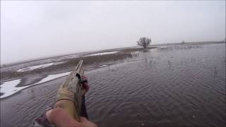 весна охота на гуся 2017г.goose hunting