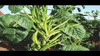 ग्‍वार सीड फिर बिकेगा 30 हजार रुपए क्विंटल । Guar seed may touch Rs 30K