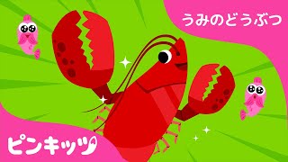 ロブスター | うみのどうぶつ | 楽しく学べる | 知育動画 | キッズソング | ピンキッツ！