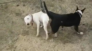 Animais acasalados / acasalamento mais forte para cães