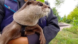 Otter's reaction to seeing a cow for the first time is too cute【カワウソアティとにゃん先輩】