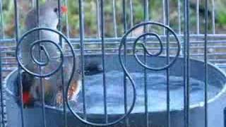 Zebra Finch Pair Taking a Bath (You gotta see this!)
