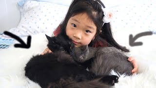НАШИ КОТЯТА! КАК ИХ ЗОВУТ? ЗНАКОМИМСЯ! / Niky Sarang