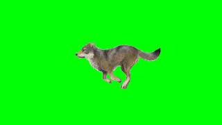Lobo corriendo | Wolf running Green Screen Gratis (Free)