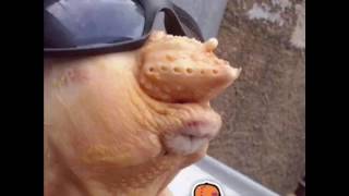 Oi novinha