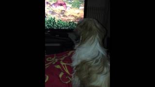 Noodi guckt TV