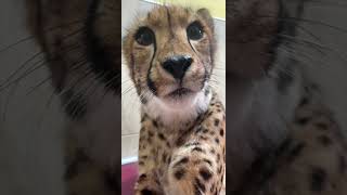 Cheetah Rozi Purring Sound Up - Cincinnati Zoo #shorts