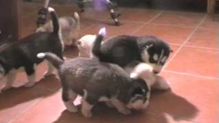 Cuccioli: primi giochi