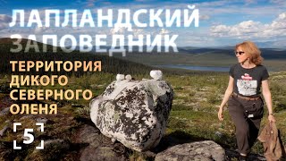 Где живет северный олень? Лапландский заповедник