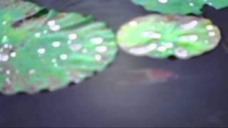Lens Test (Dallmeyer Adon)