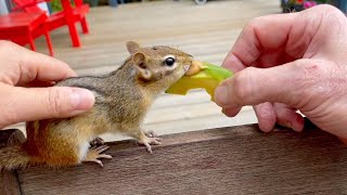 (톰 요리) 돌아서면 또 먹고 싶어지는 중독성 강한 또띠아, 여유분으로 만든 다람쥐들 간식